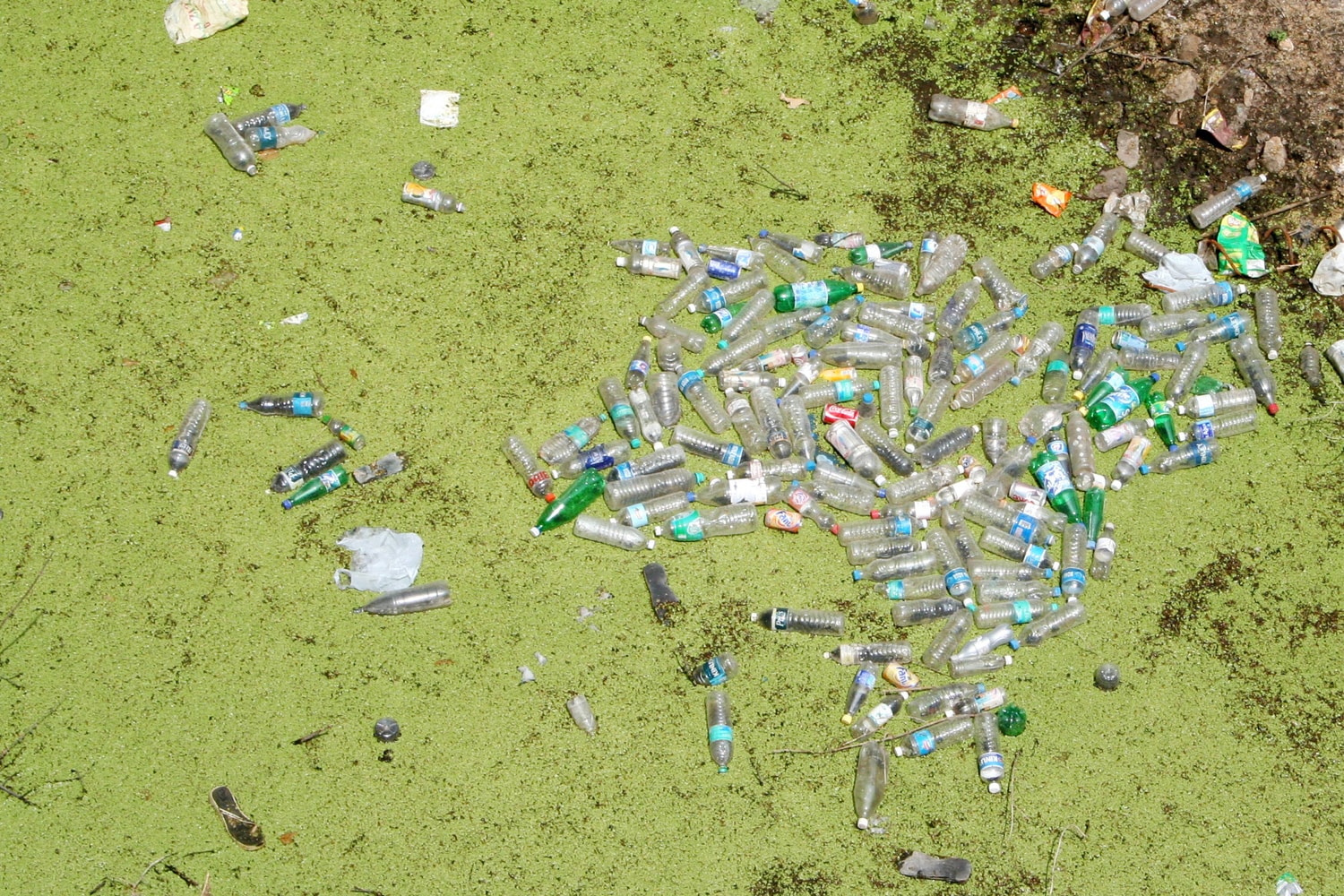 Water bloom, Algal Blooms, Eutrophication & Nutrient Pollution